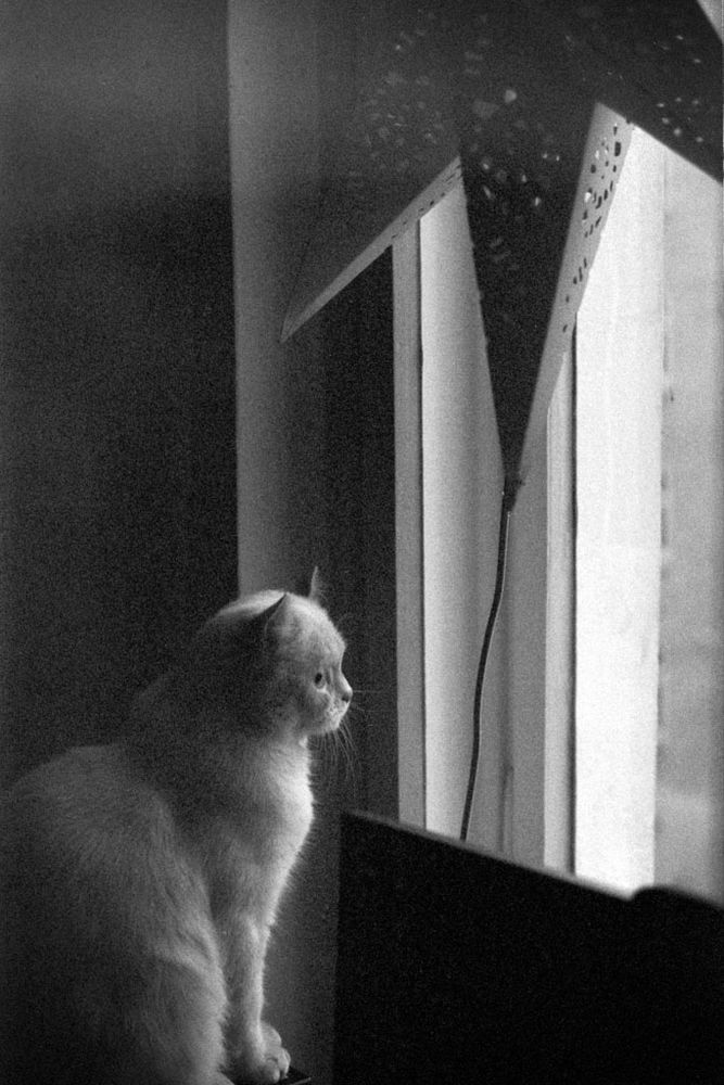 Eine **Schwarz-Weiß-Aufnahme** im Hochformat zeigt eine Katze, die am Fenster sitzt.

Im linken Vordergrund sitzt eine **helle, kurzhaarige Katze** in Seitenansicht und schaut nach rechts aus dem Bild in Richtung des Fensters. Ihr Fell ist hell und sticht durch das Licht, das von rechts einfällt, aus dem dunklen Hintergrund hervor. Die Konturen des Tieres sind scharf, insbesondere das Profil des Kopfes und die Schnurrhaare.

Rechts neben der Katze, teilweise über ihr, hängt eine **große, sternförmige Dekoration** oder Lampe, die aus dunklem Material besteht und kleine Löcher aufweist. Der Stern führt den Blick ebenfalls zum hellen Fenster.

Das Fenster im rechten Bildteil ist stark **überbelichtet**, sodass die Außenansicht nicht erkennbar ist und nur ein heller, vertikaler Streifen Licht einfängt. Das Bild ist körnig, was typisch für eine analoge Schwarz-Weiß-Fotografie ist, und erzeugt eine ruhige und introspektive Stimmung.