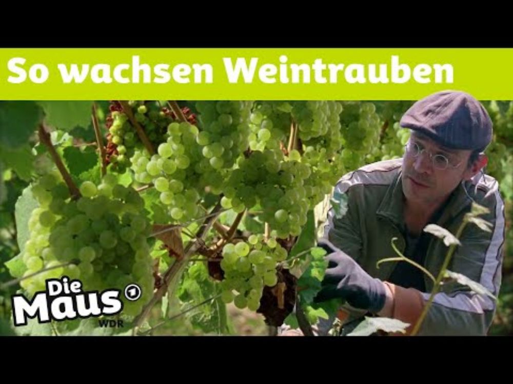 Maus-Spezial: Weinbau | DieMaus | WDR