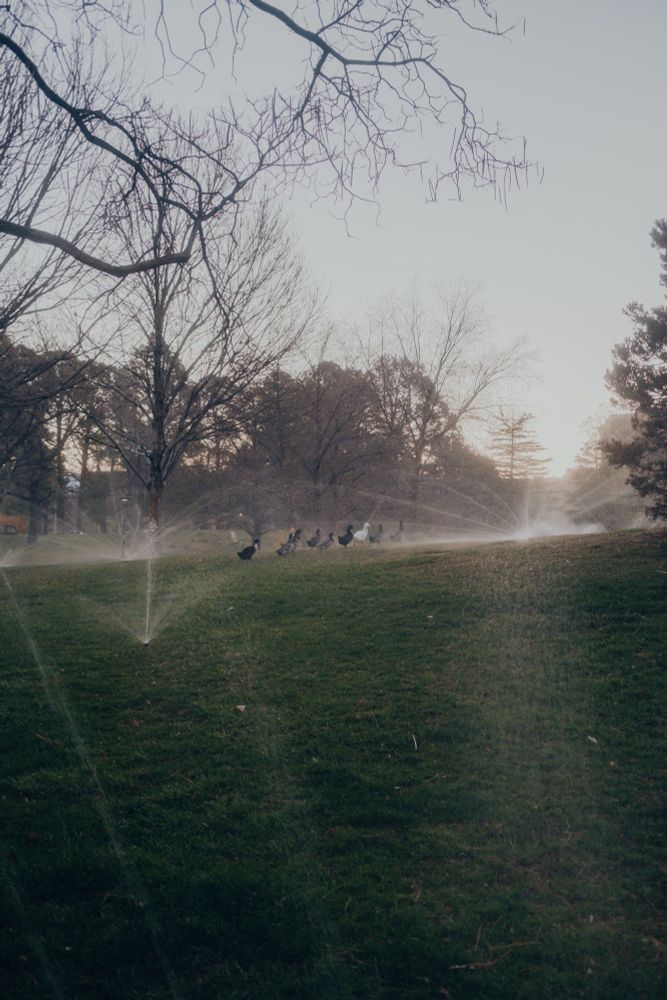 A small flock of ducks walk across a green lawn through sprinklers that are raining down on them, looking like fireworks at the very crack of sunrise. 