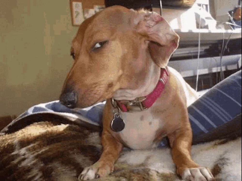 a dachshund wearing a red collar is laying on a couch