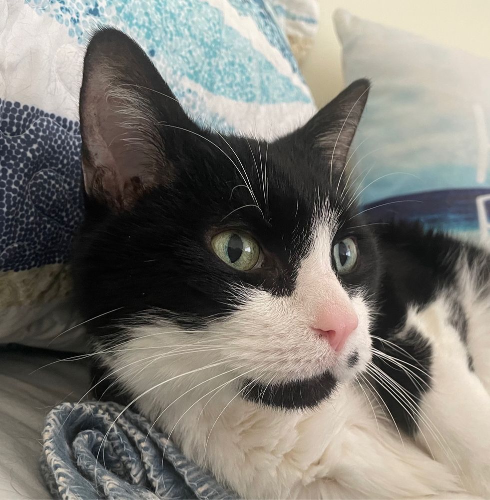 Tuxedo cat face with hues of blue background. 