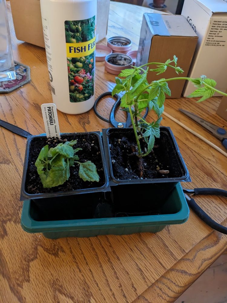 patchouli plant (left) and hop plant (right) in small seedling pots