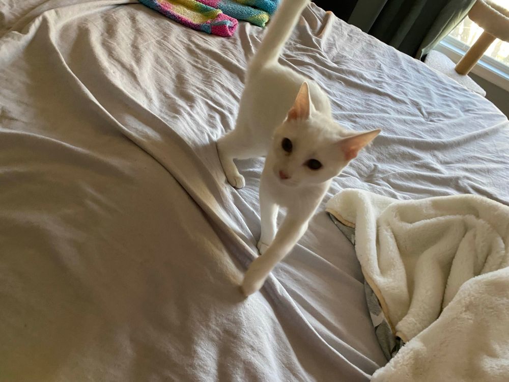A white kitten perches on a mysterious lump atop a bed