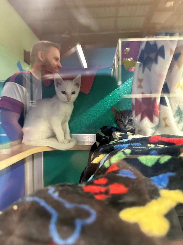 Mercurio and Maxima while we waited to adopt them