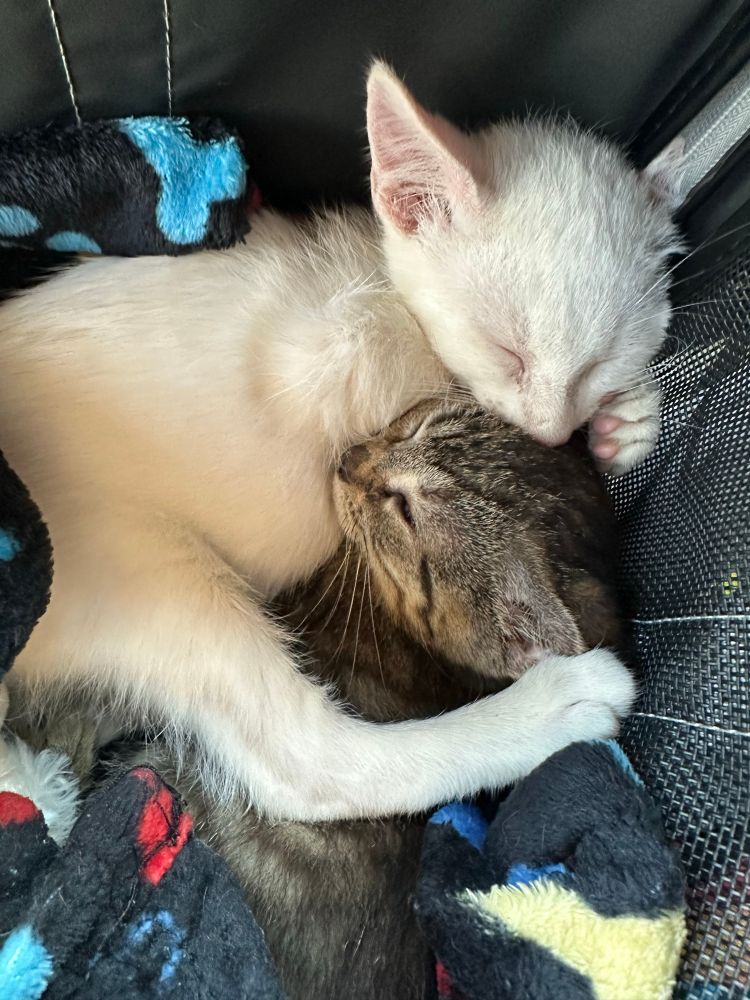 A white kitten curls all around a silver tabby kitten