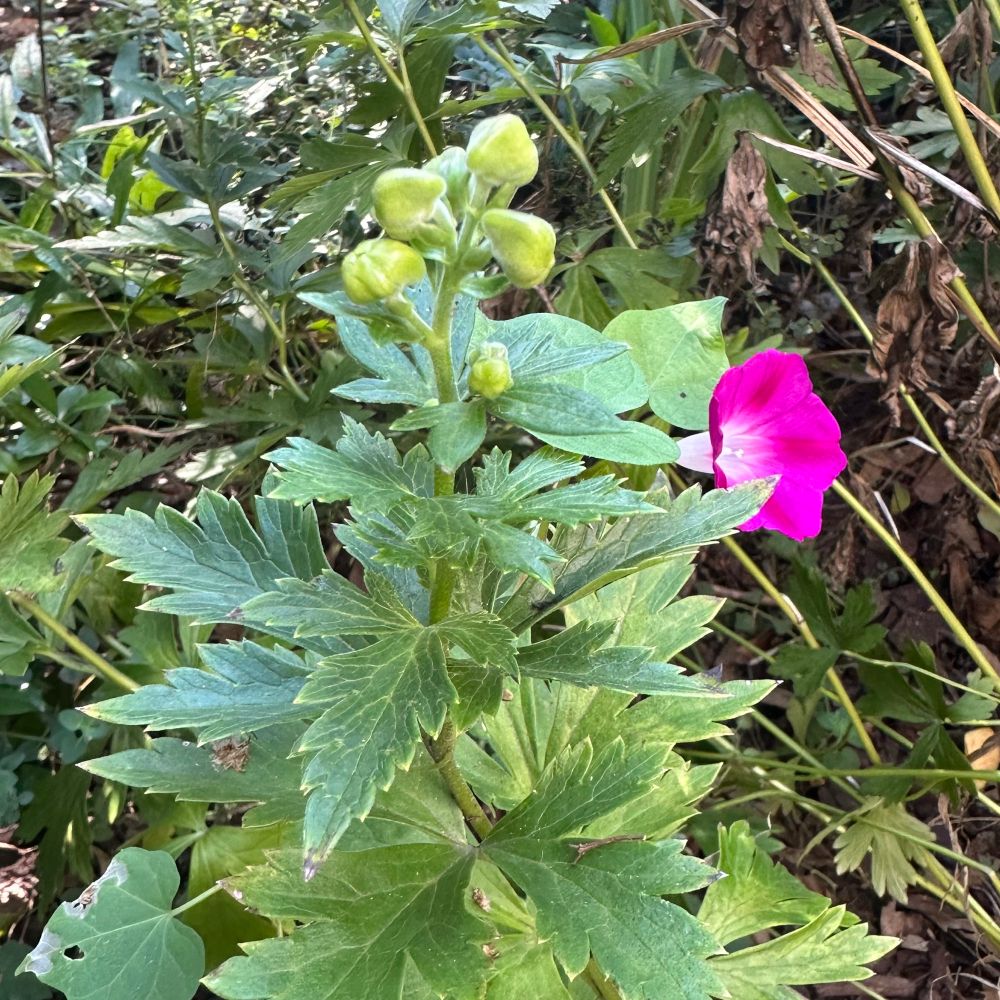 Green, unbloomed buds top a spike of wolfsbane, wound with a pink party dress morning glory