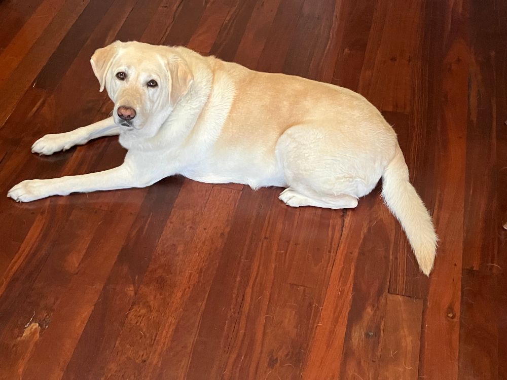 Yellow female Labrador relaxing on wooden floor boards…