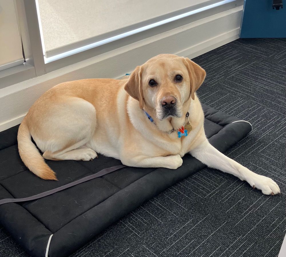 Yellow Labrador lying on dog bed on office floor. 