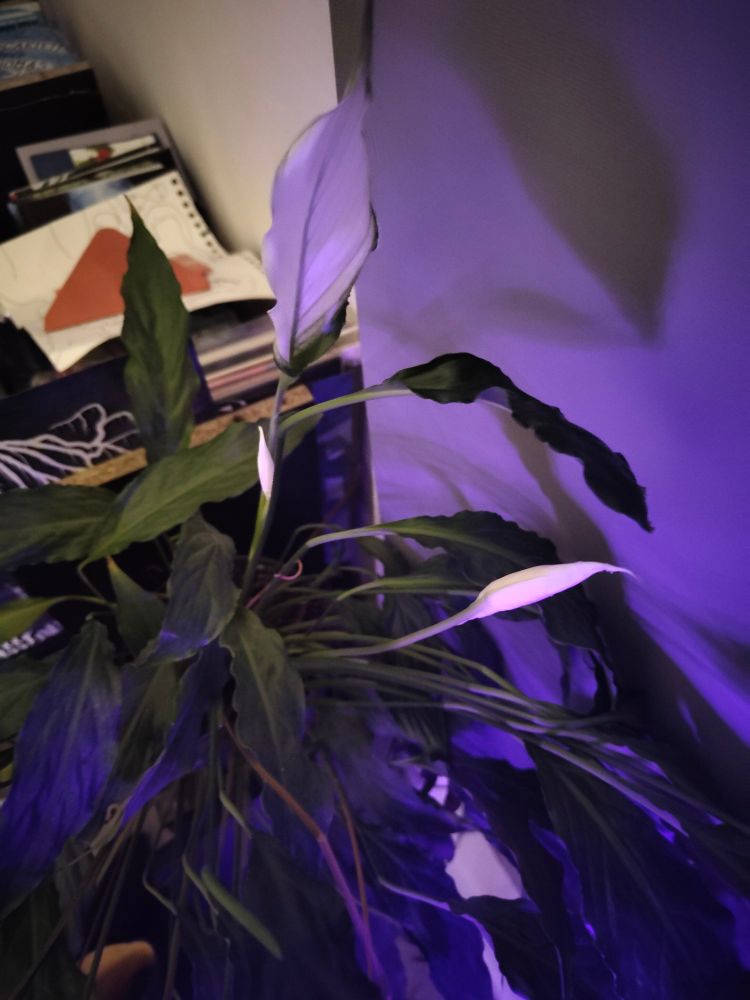 My peace lily, with three flowers blooming.