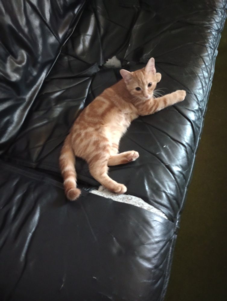 Ginger kitten on my torn up sofa 