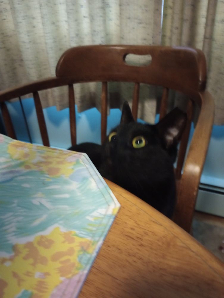 Libby (black kitty) at kitchen table chair looking up. 