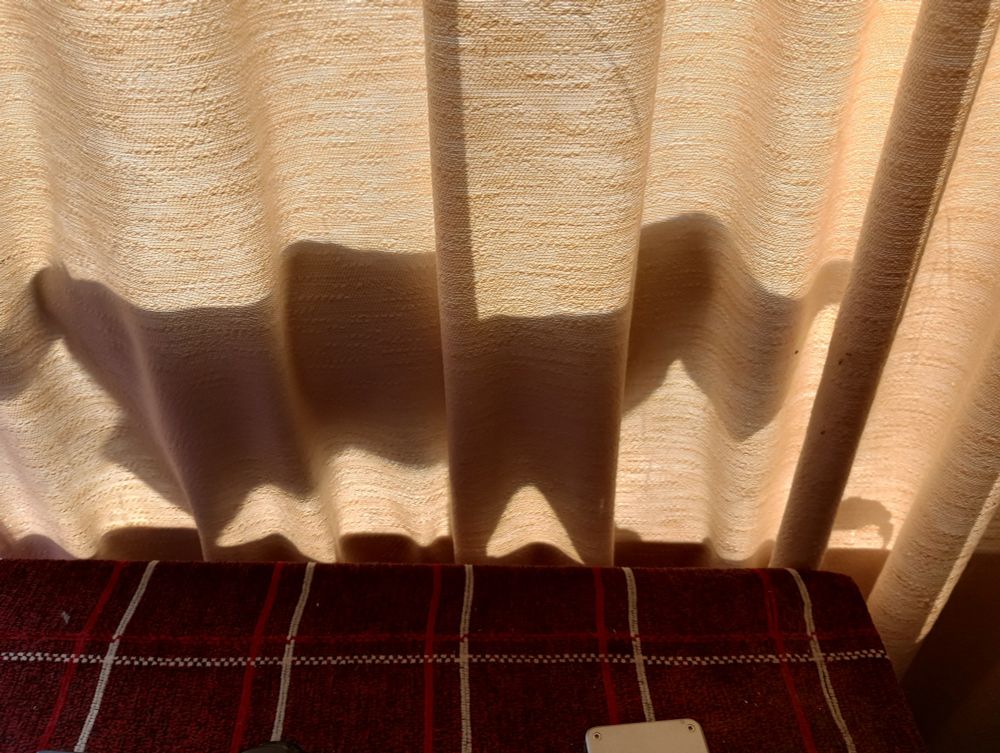 Cat behind a sunny curtain
#caturday