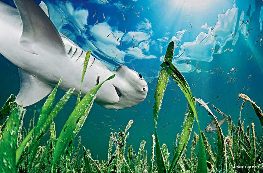 Bonnetheads (Sphyrna tiburo) are light gray upper skin color and very white underneath. They are prominent shark in SWFL and the Keys.  They are very shy and small and are the first known Omnivores in the Shark family.  They are essential to maintaining our Sea Grass Beds.  Their diet is mainly Crustaceans, very small fish and some of the Sea Grass for essential nutrients, “mom said eat something green every day”😝😜  I always find a group of them when I Reef Snorkel in the Sea Grass Beds, and I am always safe because that means other larger predators are not around. Their vision is way better than mine👍🤩😃