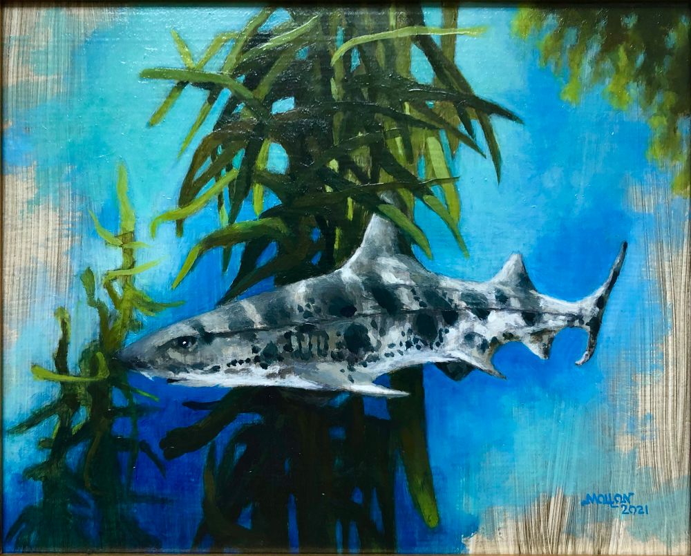 Oil Sketch Study for a Leopard Shark.  It is a small bottom filter feeding Shark. Coloration is various shades of White, Grayish tones and Black.  The shark is swimming amongst the Kelp Forests its natural habitat in the Pacific Waters. The Leopard Shark has feelers like a Catfish to find its prey. 