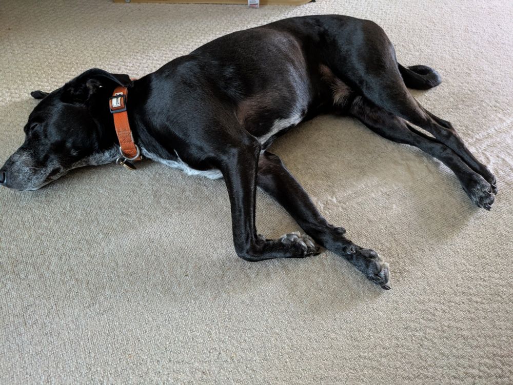 A hot, black, pointer-cross dog sleeping in the middle of the floor and being a trip hazard 