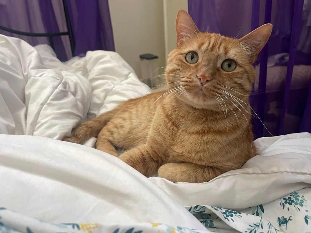 Burt, a small orange cat, lies on my bed and looks on questioningly at the photographer of this image. 