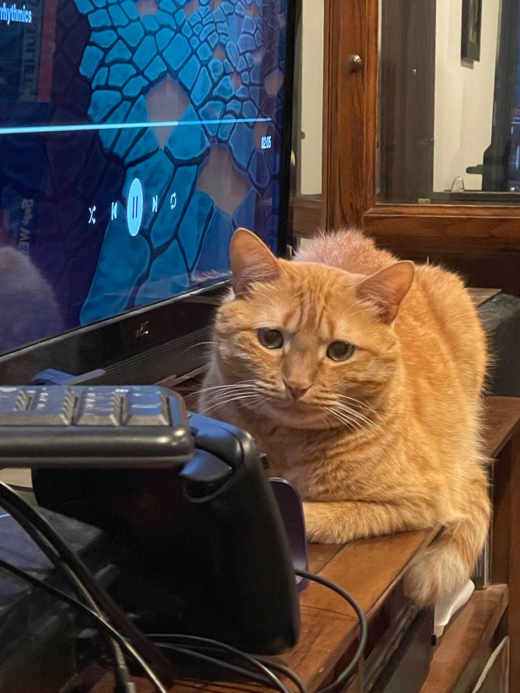 A small orange cat sitting in front of my TV because the stereo emits a lot of heat 