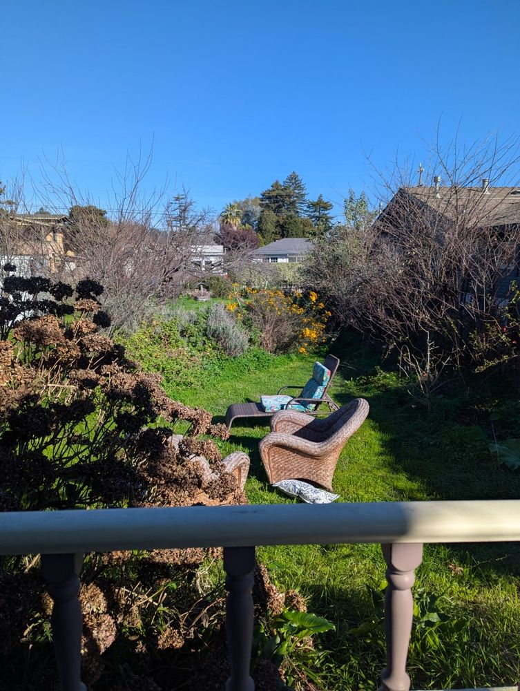 Lush California Winter garden, picture taken from a first floor porch with the guardrail visible and half shadow in the front of the picture. Just beyond on the left are the brown and Rusty dead Hydrangea flowers. In the center of the image are a wicker chair and a chaise lounge, one blue and white pillow scattered to the left of the chair that is facing to the left of the image. Image. The furniture is sitting amongst a small pool of green that is surrounded by small shrubs on the left and dormant plants on the right. The small shrubs are visible as yellow Mexican Daisy, lavender, and a scented geranium.