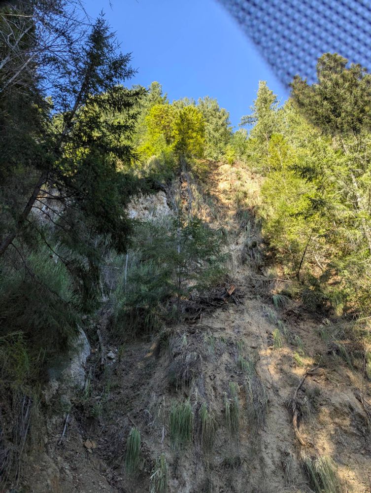 Image is but from below of a hillside that seems prone to sliding, with signs of relatively recent erosion. The bottom part of the image is shades of light and medium brown of the sandy shale and soil, with various small bushes and trees growing out of the nearly vertical hillside going straight up in front of the viewer. Midway up the picture on the left side, a tree juts into the image at a sharp 30° angle toward the top, getting on another portion of the hillside angled differently to the viewer. Near the top of the image and on the right side of the image are more trees growing on the sides and on the ridge above, glowing in the afternoon sun, and the sky behind the last row of trees shines cerulean blue. 
