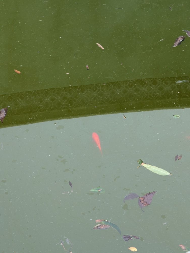A goldfish lurks below the surface of green water, with leaves floating about adding to the camouflage. The reflection of a swimming pool wall is in the top half of the photo, and the bottom half showing the reflection of a colorless sky. 