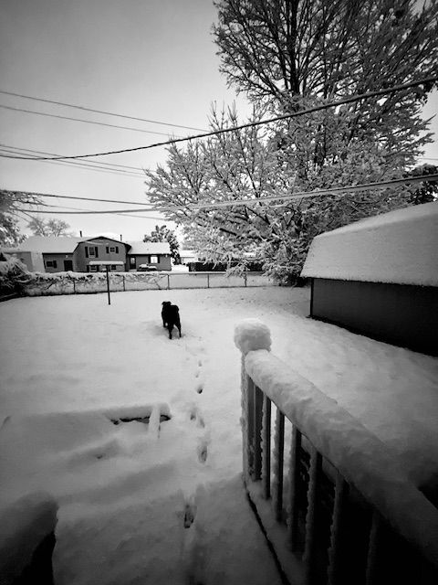 A large black dog standing in the middle of a snowy backyard scene. The dog's tracks are visible where he's been walking through the fairly deep snow. Another house, a shed, and a large tree, all coated in a blanket of fluffy snow, are also visible.