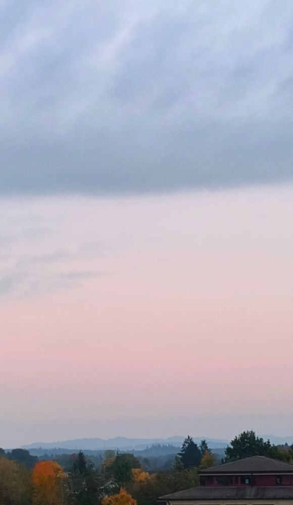 Herbstliches Laub, Nebel.