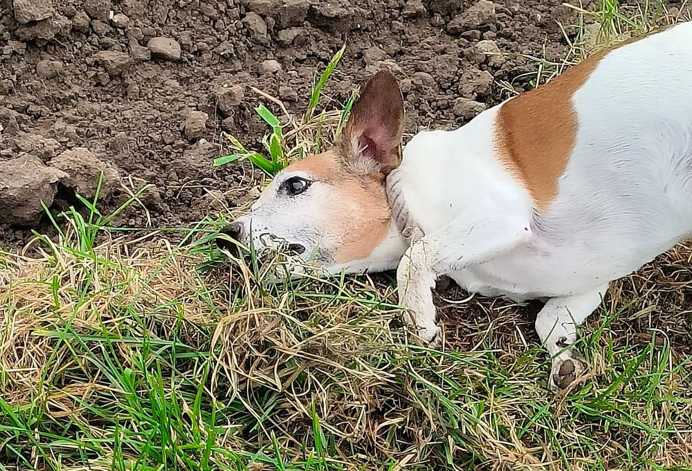 Jackrussel Kopf voran auf die Erde.