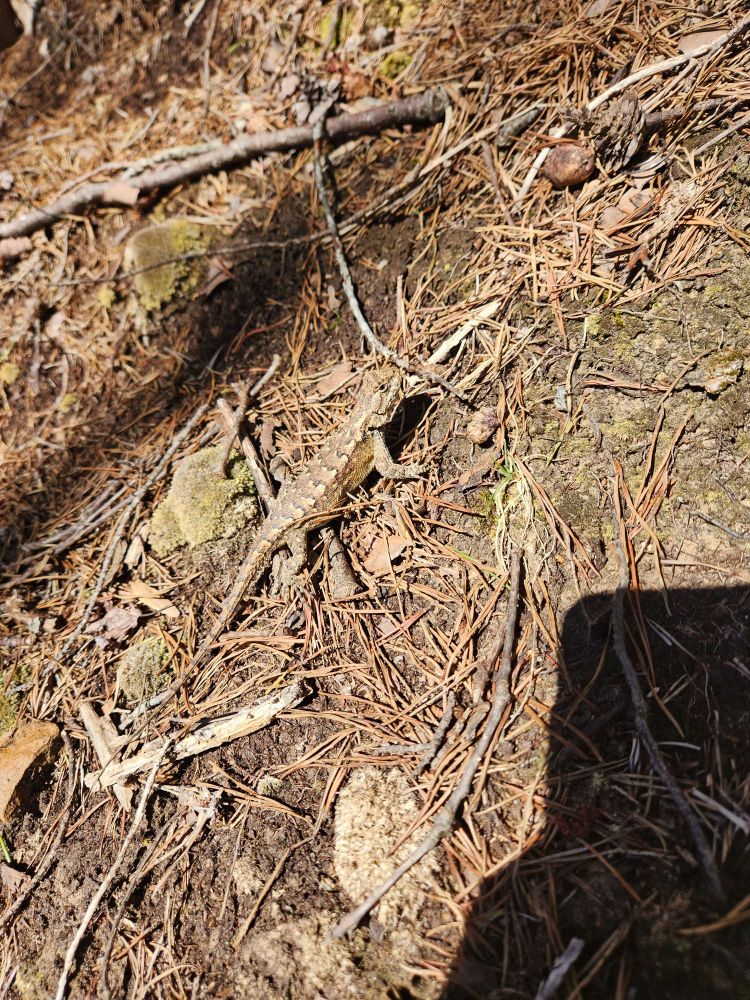 Eastern fence lizard on the ground