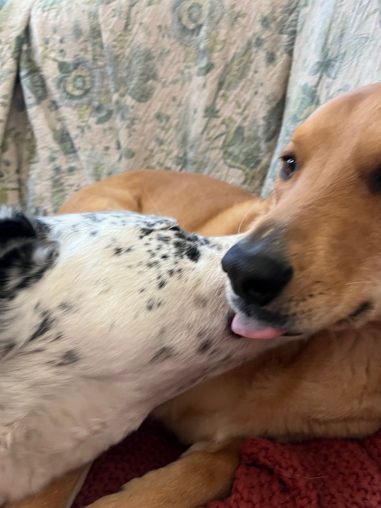 A spotted dog licking a tan dog with his eyes closed. The brown dog is making a derpy face with her tongue sticking out while being groomed. Wholesome and happy.