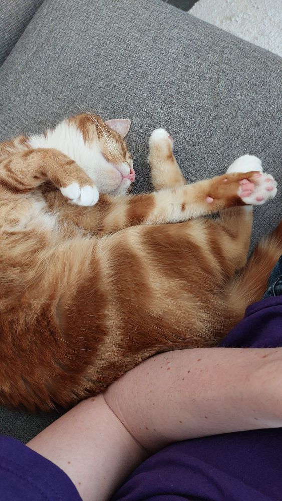Orange cat, sleeping