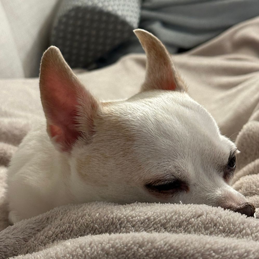 My dog Bandit napping 