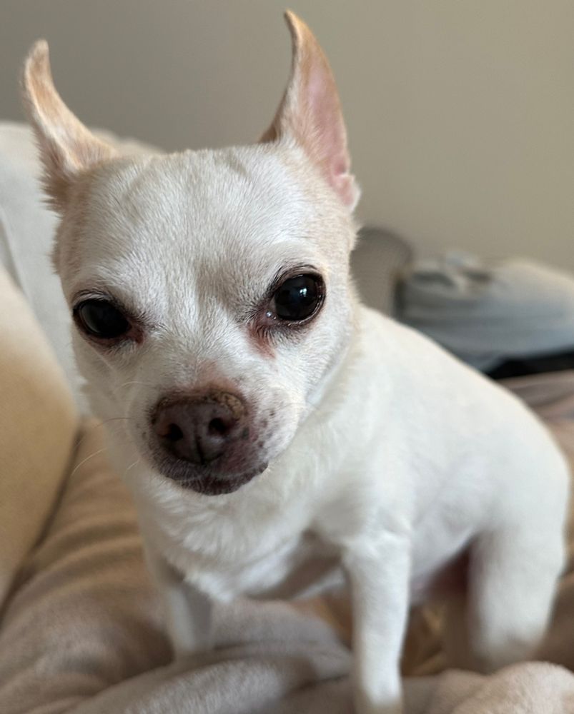 My dog Bandit 