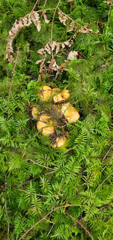 A yellow mushroom partially concealed by moss