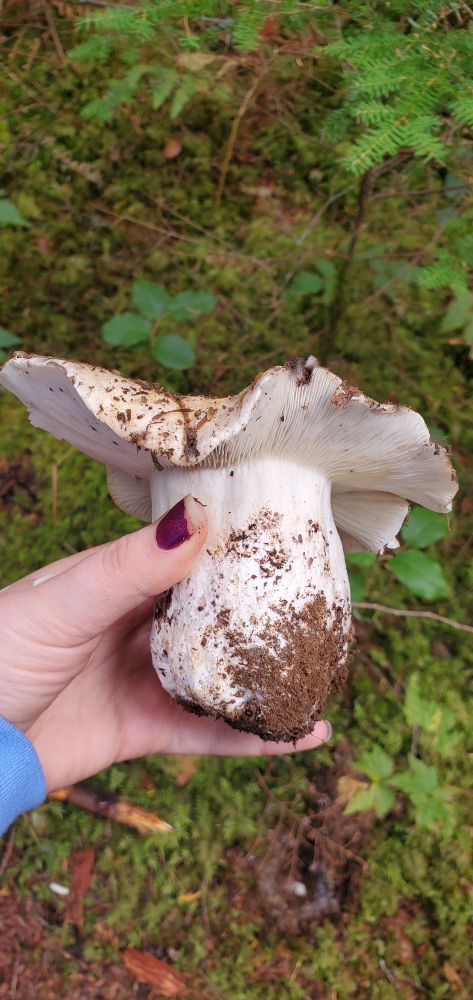 The same russula as before, but I am holding it. It's got a massive stem, about 3 inches diameter. It's a big white mushroom.