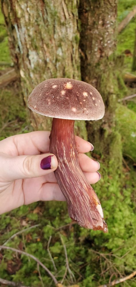 The same bolete but held in my hand. The streaking on the stipe is more visible here.