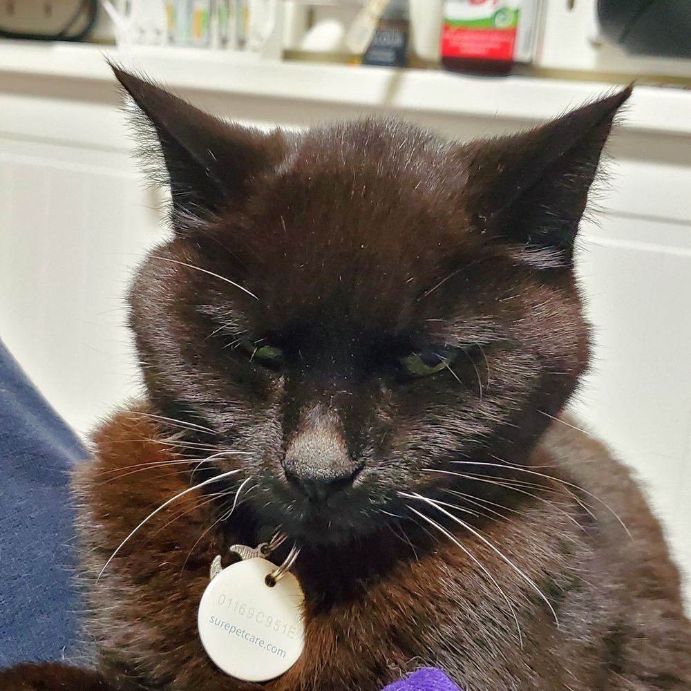 A grumpy looking black cat