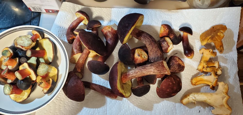 A bowl of boletes (Xerocomellus atropurpureus), a collection of Admirable Boletes (Aureoboletus mirabilis) on paper towel, beside a small handful of Pacific golden chanterelles.