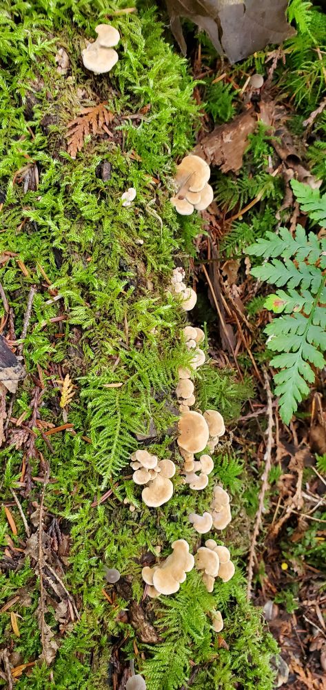 Many small beige fan-like mushrooms growing out of the side of a log