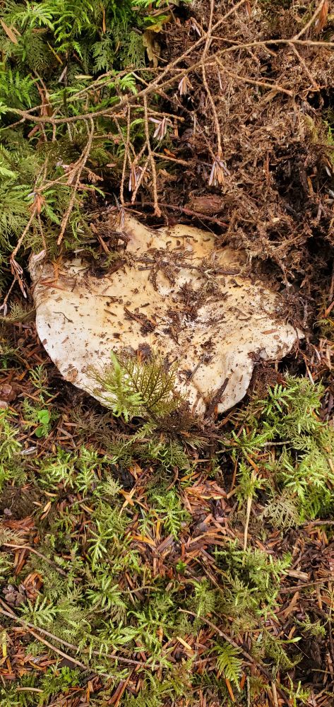 The cap of a short stemmed russula poking out of the ground