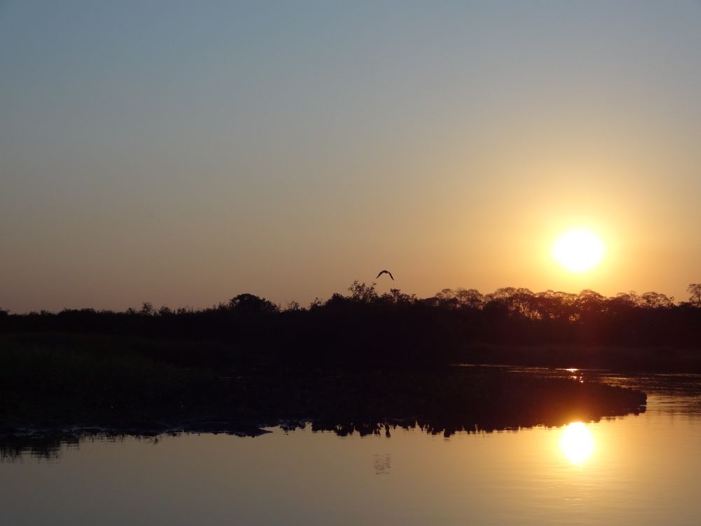 View from a boat at sunset in the Brazilian rainforest