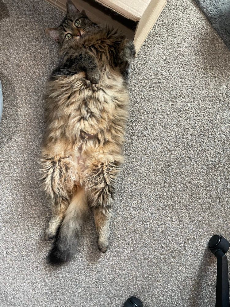 my medium haired brown tabby cat named Myla laying on her back looking into the camera 