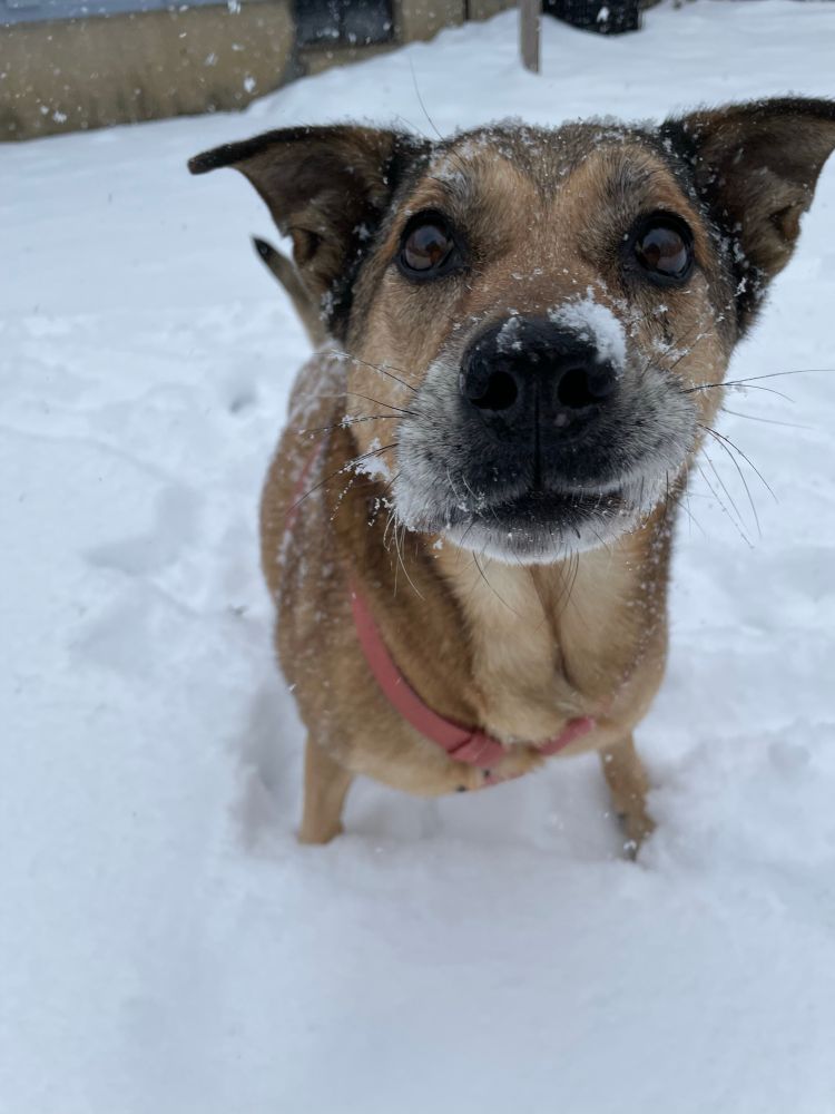 brown dog looking into the camera with her brown eyes. She has snow on her nose and her lip is stuck onto her tooth slightly. She is surrounded by snow 