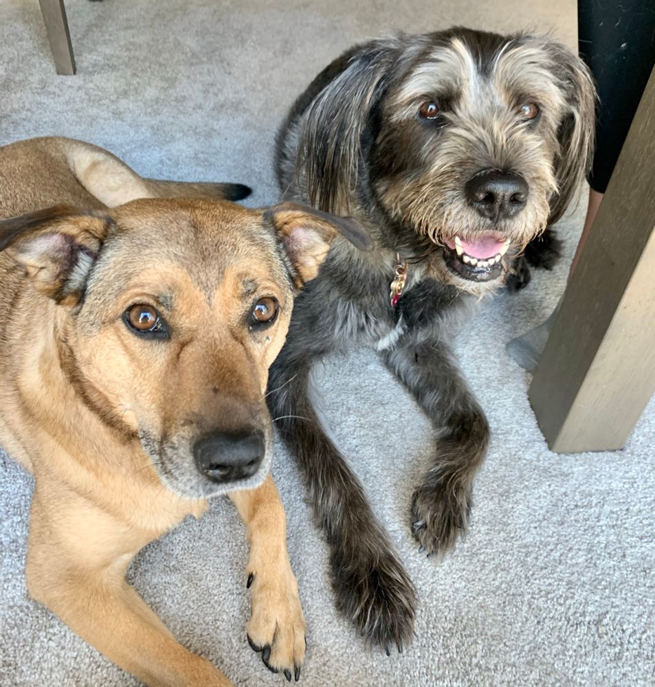 Magda is on the left, she is a tan dog with brown eyes, Saige is on the right, she’s a dark brown dog with brown eyes, they are laying next to each other 