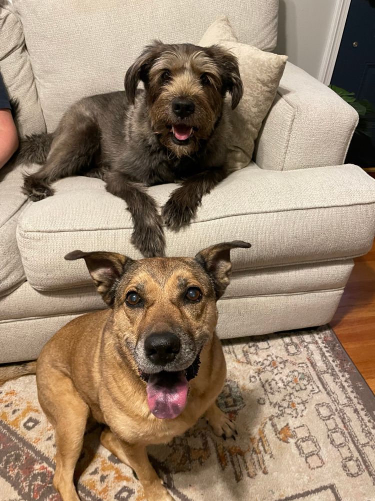 Magda is on the bottom, she is a tan dog with brown eyes and her tongue is out, Saige is on the top , she’s a dark brown dog with brown eyes. Saige is laying on the couch and Magda is sitting on the ground in front of her 