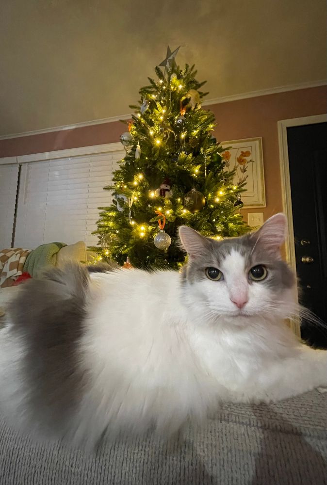 nugget, my white and gray medium haired cat with green is laying on the arm of an off white couch with a Christmas tree covered in ornaments in the background 