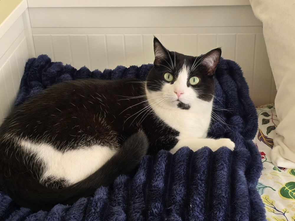 A black and white cat sitting on a comforter, looking directly at the camera 