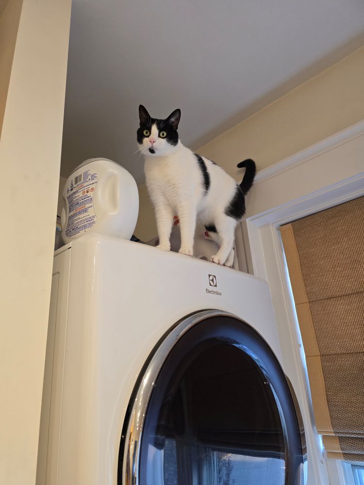 A black and white cat standing on top of a stacked washer-dryer 