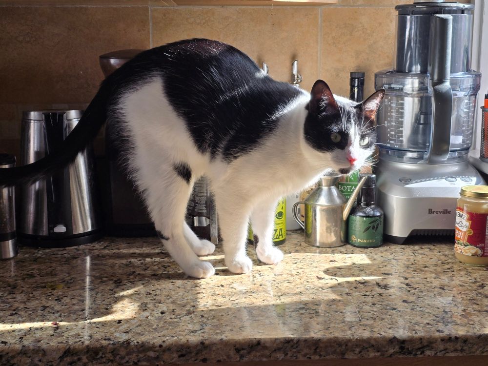 A black and white cat sitting on the kitchen counter 