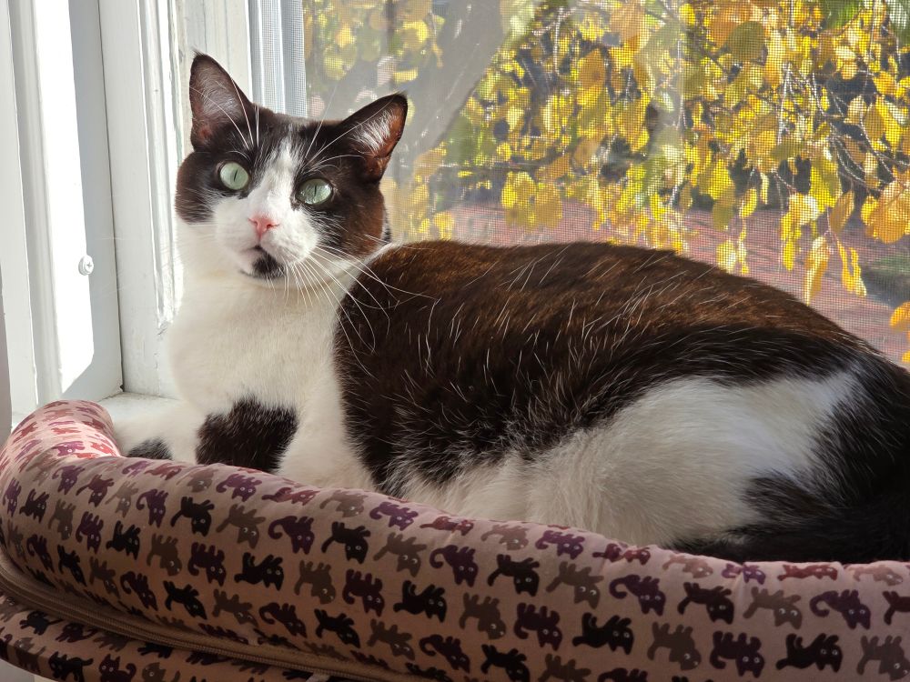 Milly, a black and white cat, sitting in her cat seat in a sunny window