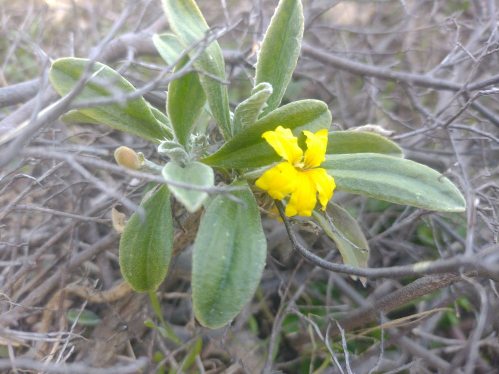 Cool little plant with bright yellow bilaterally symmetrical flower